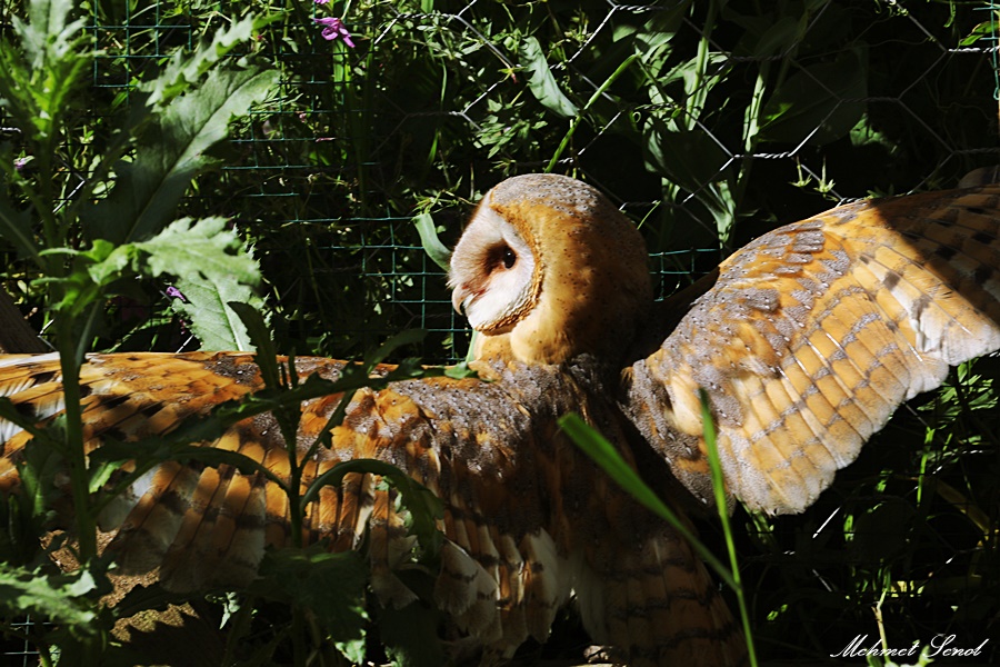 Western Barn Owl
