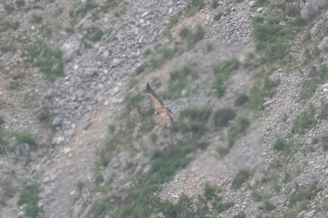 Griffon Vulture