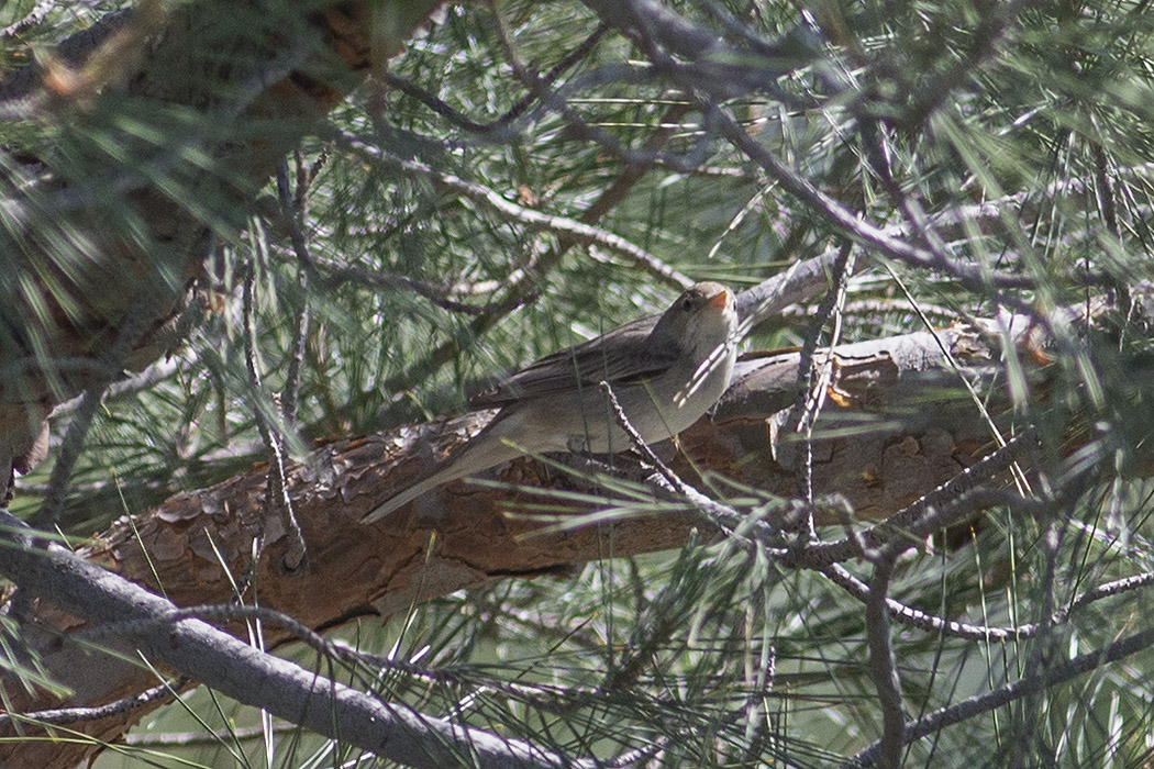 Olive-tree Warbler