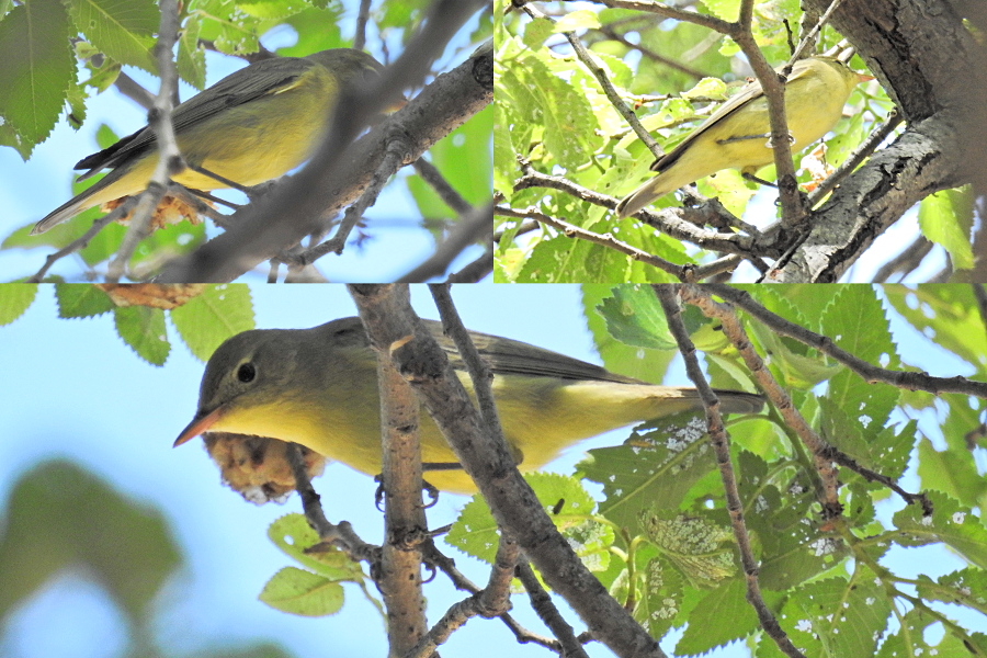 Icterine Warbler