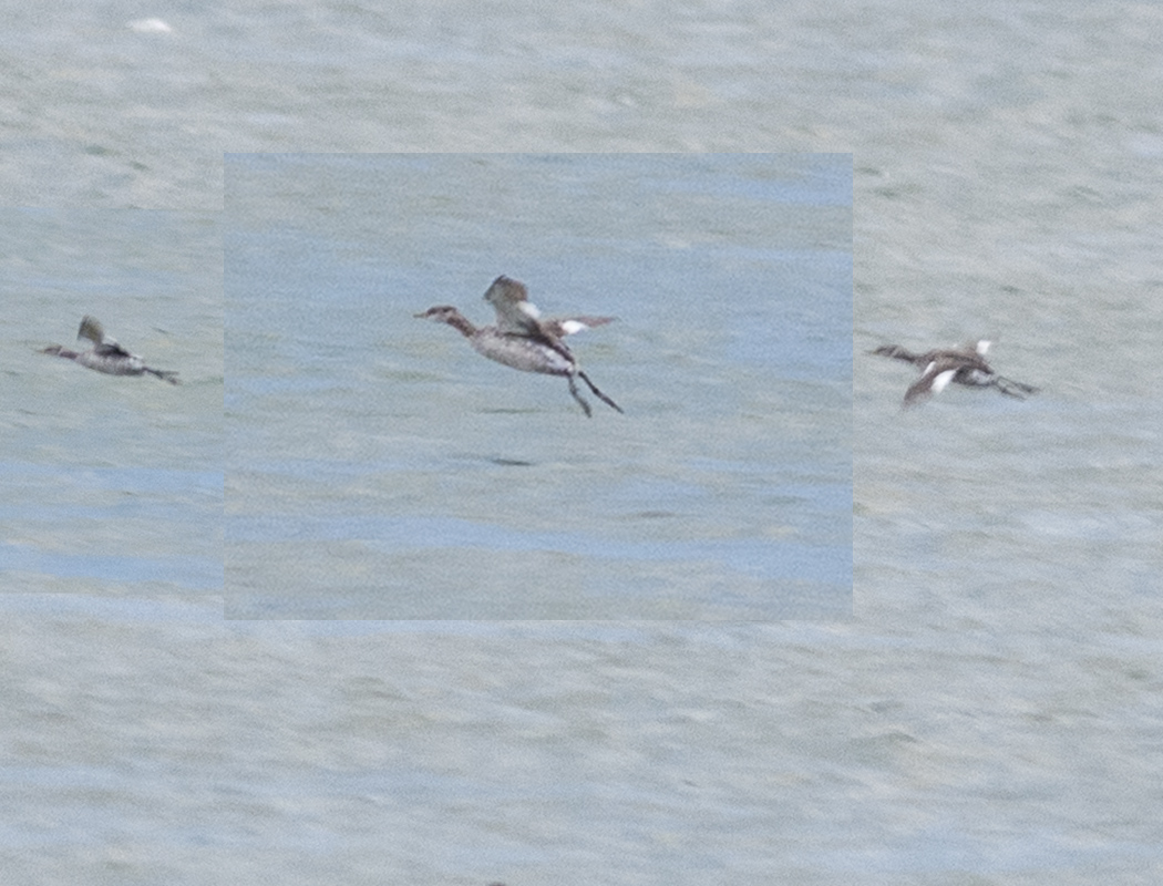 Red-necked Grebe
