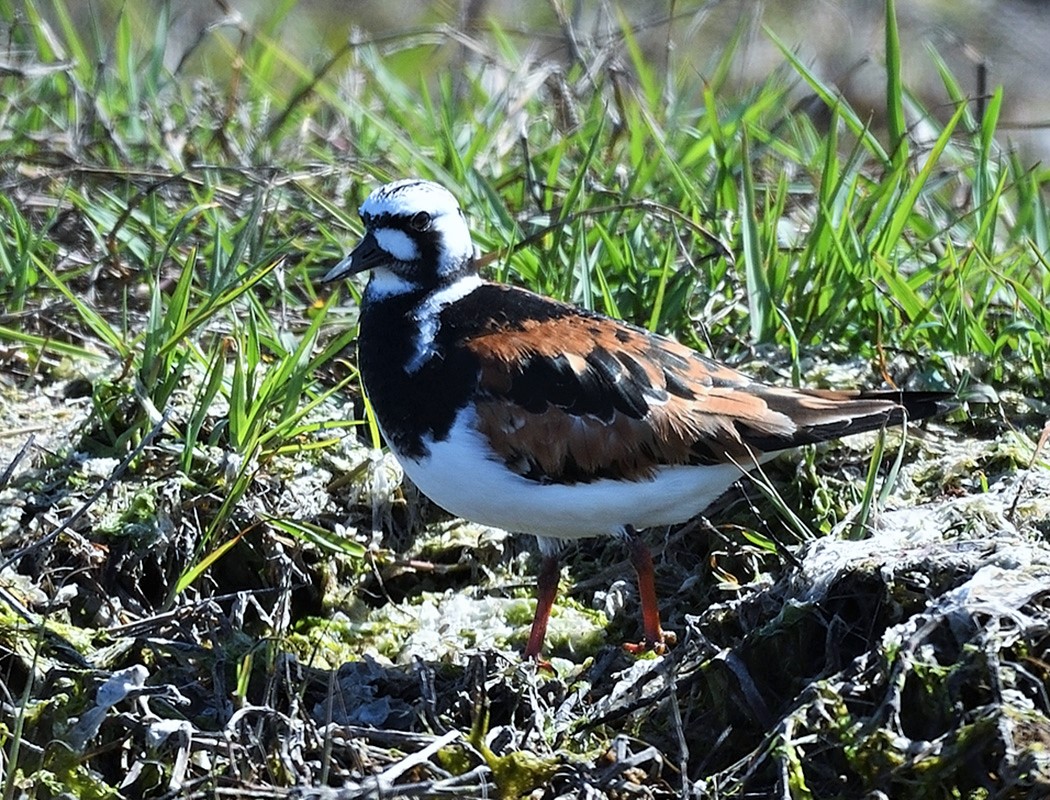 Ruddy Turnstone