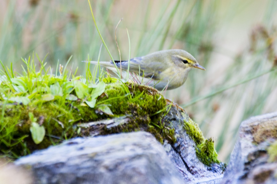 Common Chiffchaff