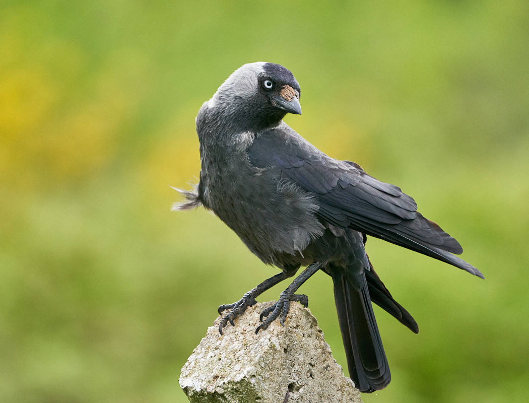 Western Jackdaw