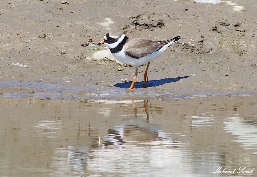 Common Ringed Plover