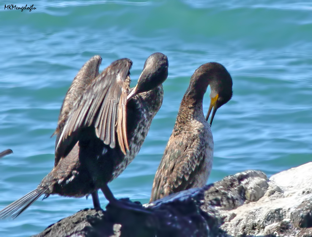 European Shag
