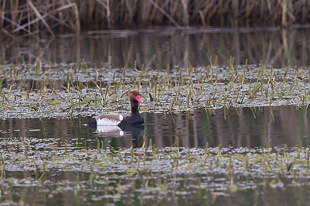 Red-crested Pochard
