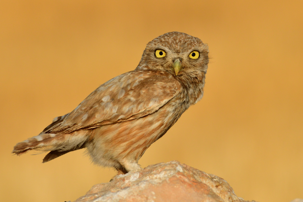 Little Owl