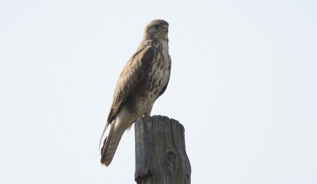 Common Buzzard