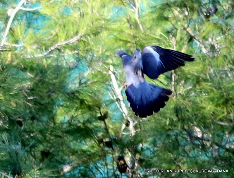 Common Wood Pigeon