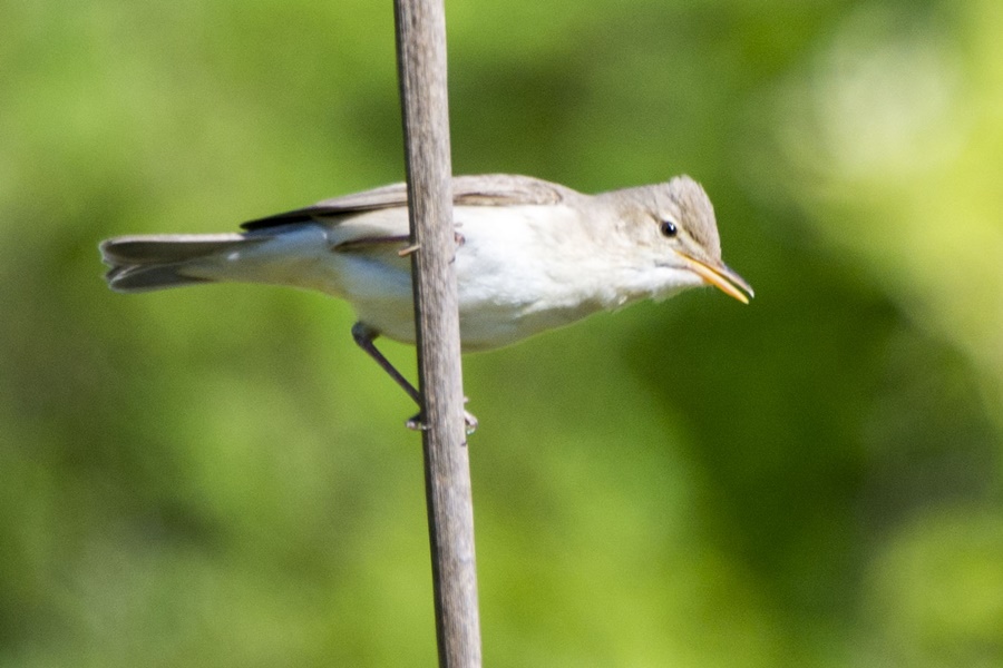 Eastern Olivaceous Warbler
