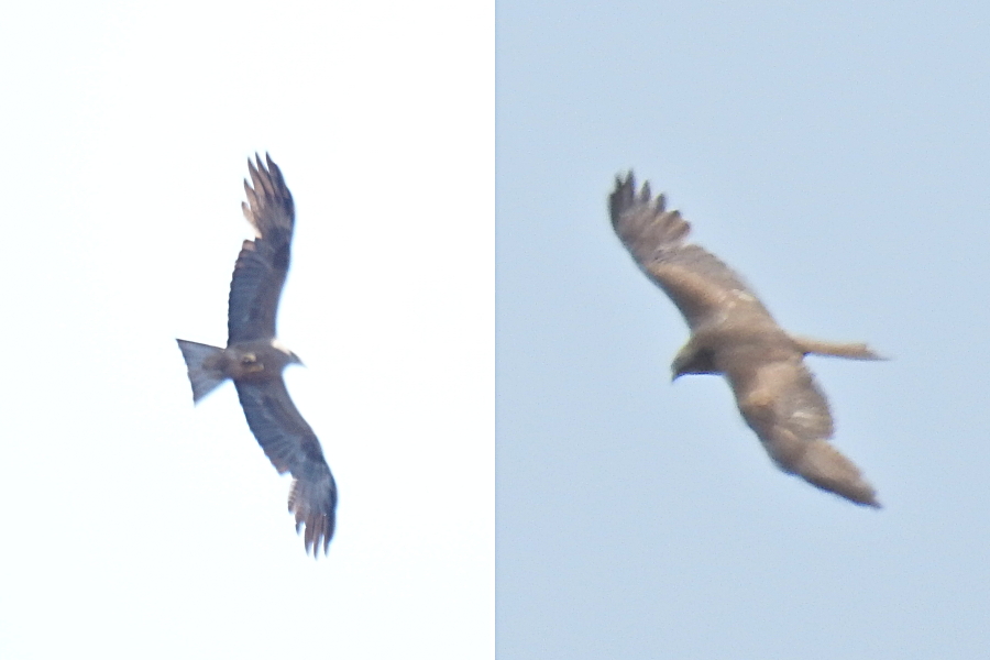 Black Kite