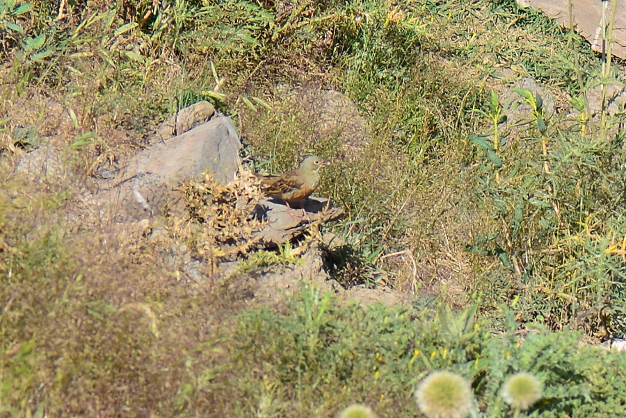 Ortolan Bunting