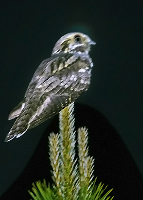 European Nightjar
