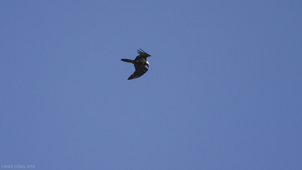 Bearded Vulture