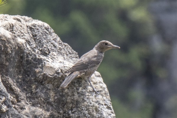 Blue Rock Thrush
