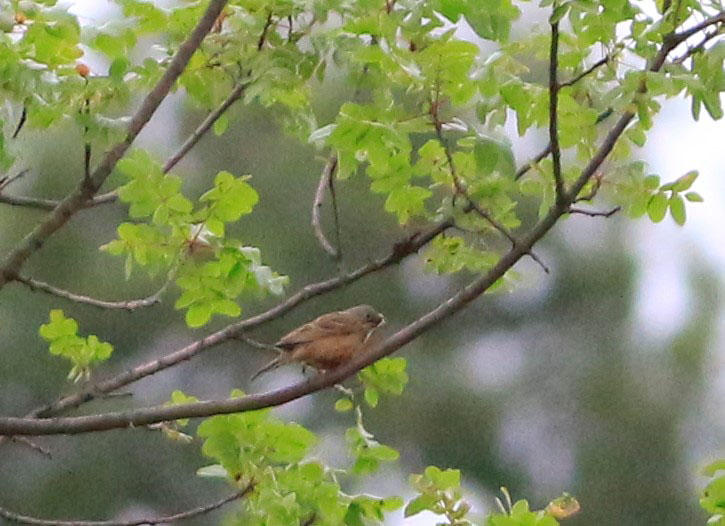 Ortolan Bunting