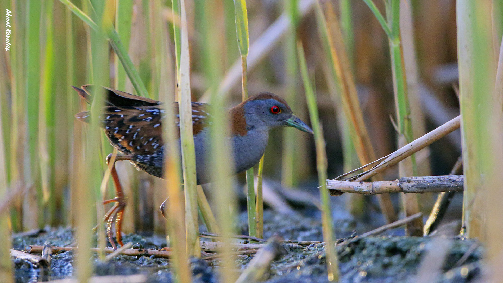 Baillon`s Crake