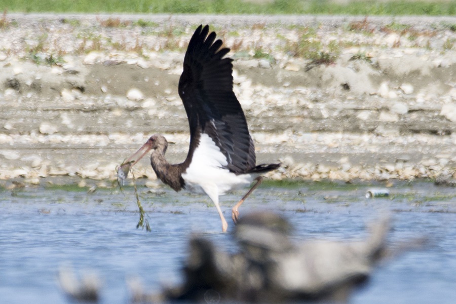 Black Stork