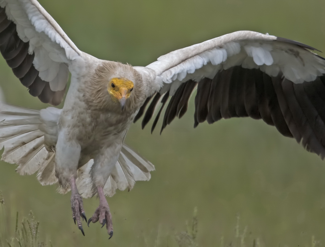 Egyptian Vulture