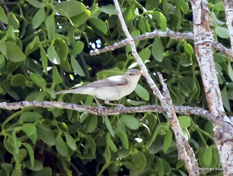 Eastern Olivaceous Warbler