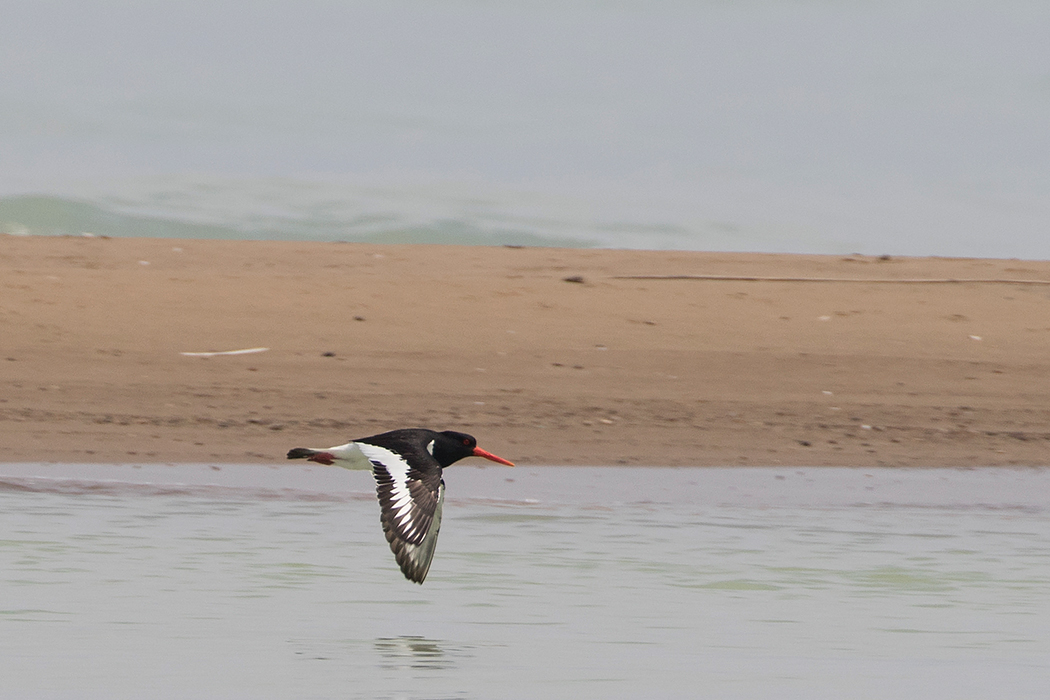 Eurasian Oystercatcher