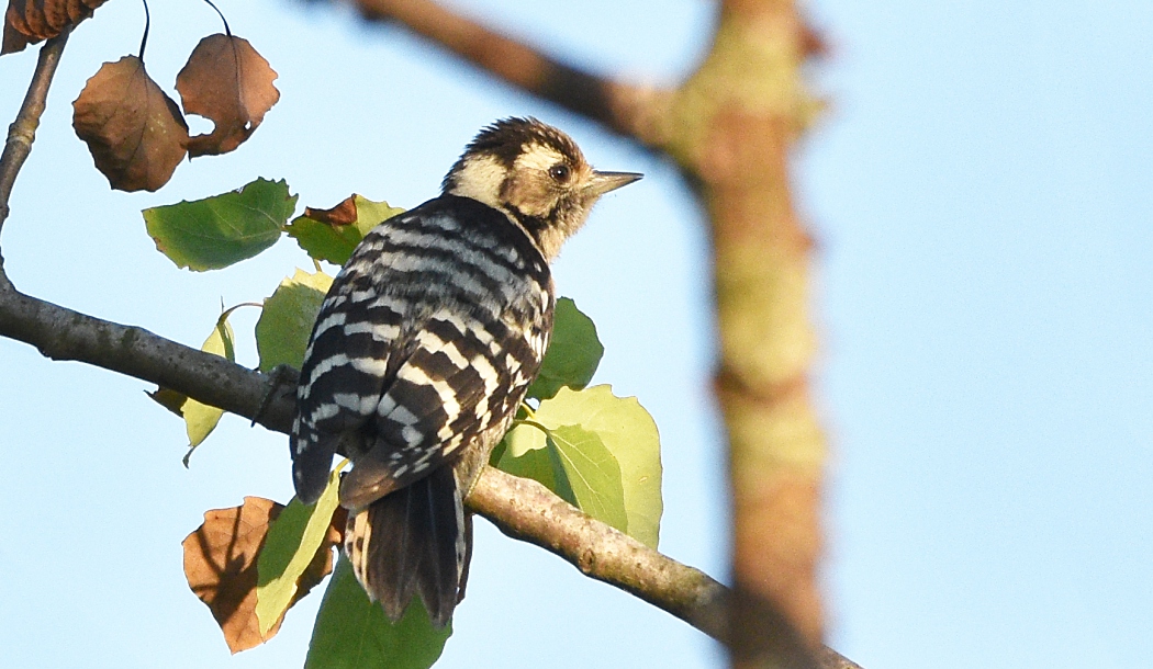 Lesser Spotted Woodpecker