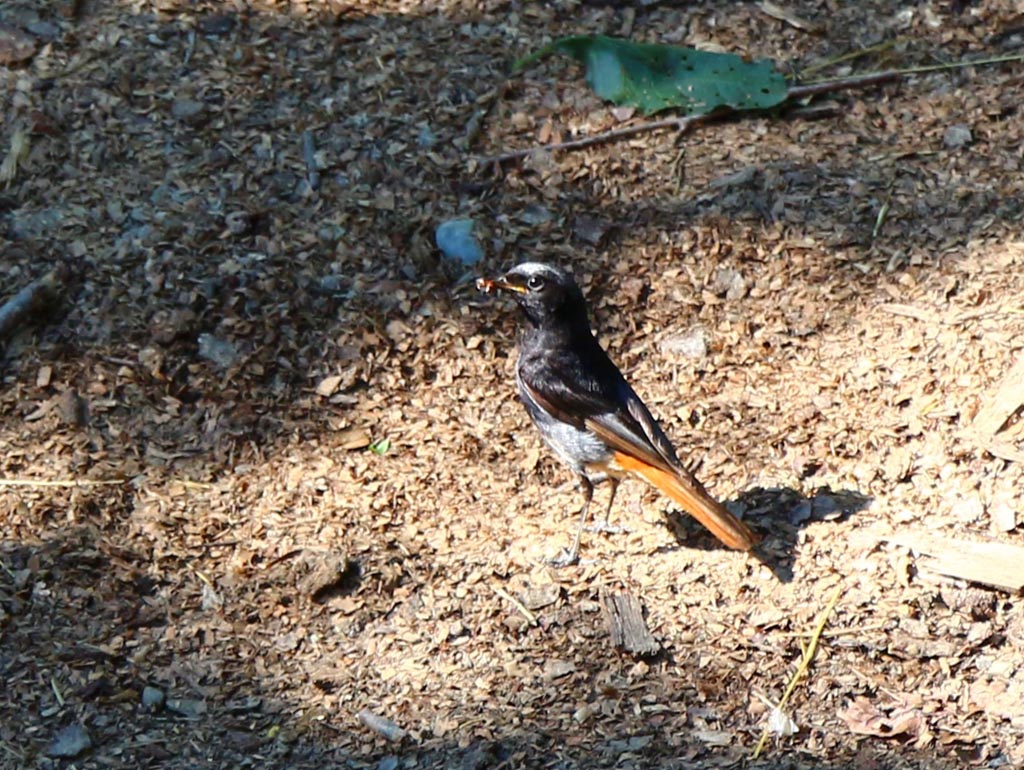 Black Redstart