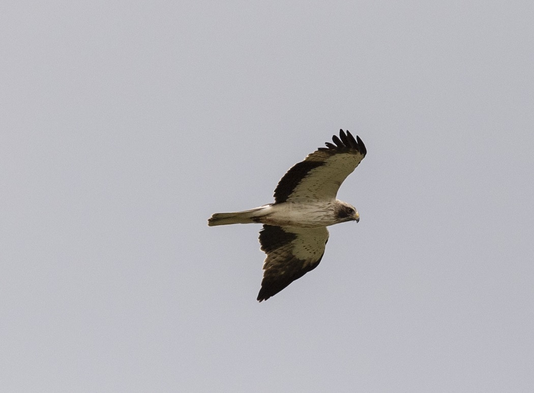 Küçük kartal