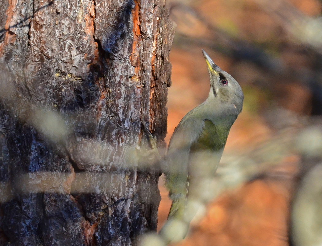 Grey-headed Woodpecker