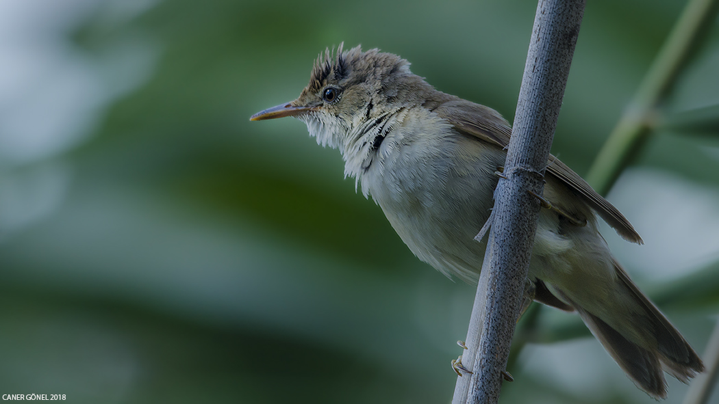 Common Reed Warbler