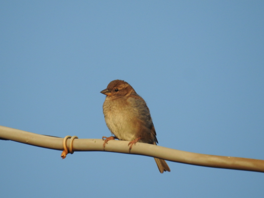 House Sparrow