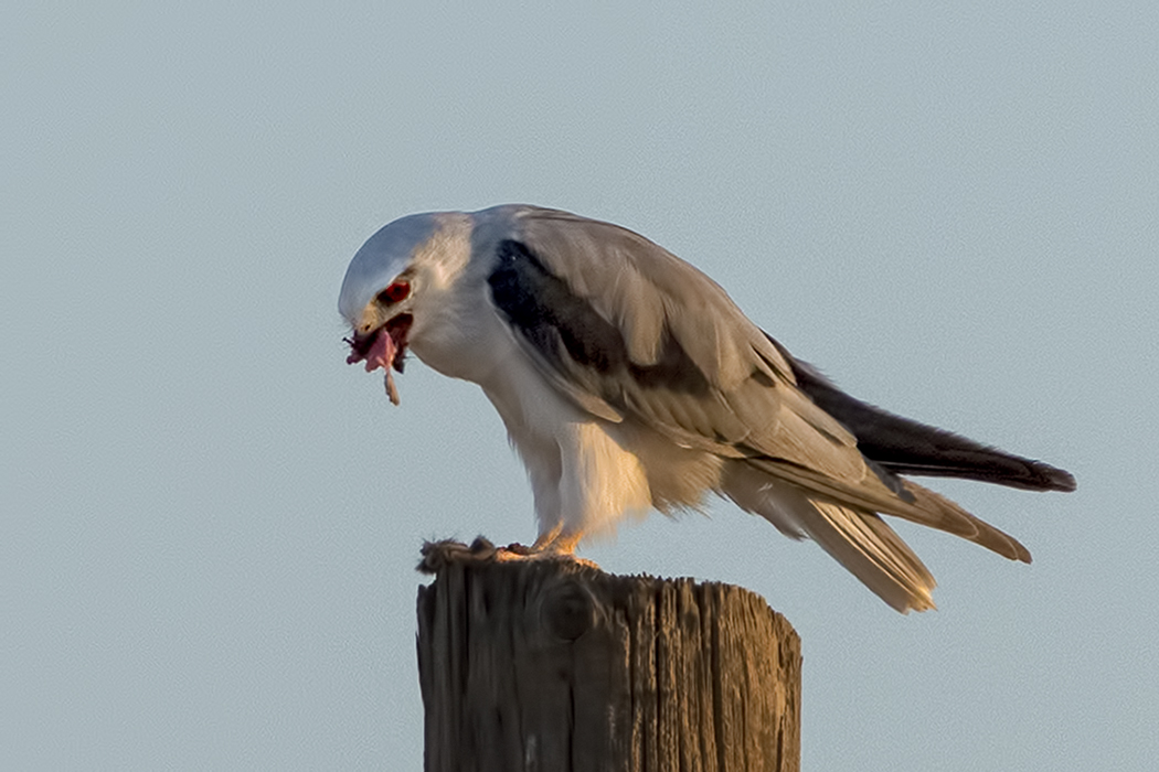 Black-winged Kite