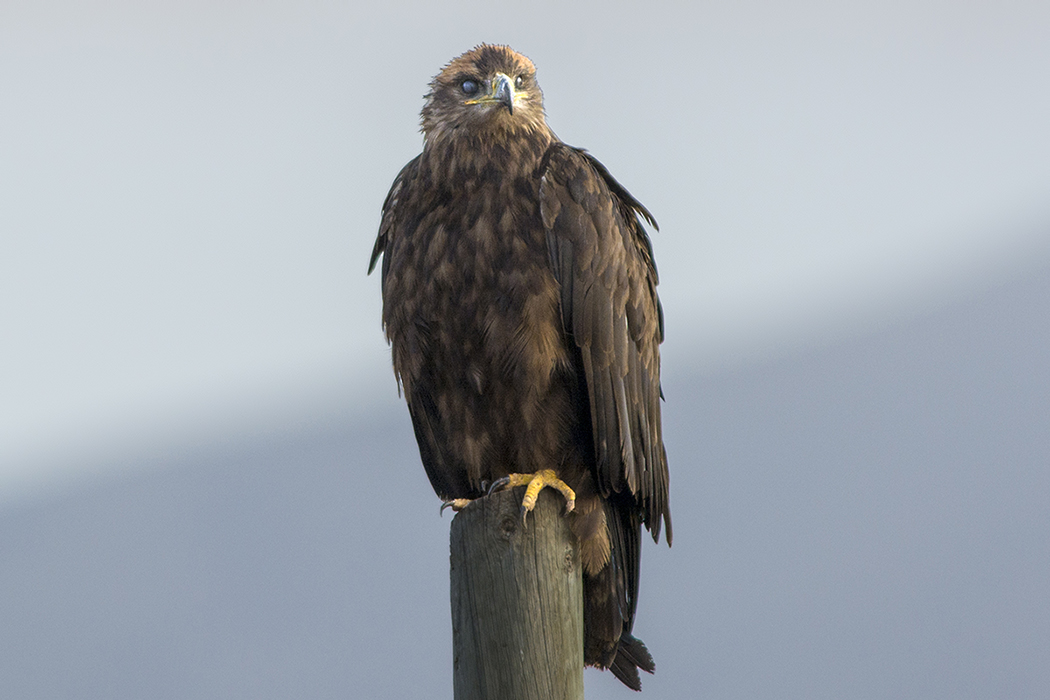 Steppe Eagle