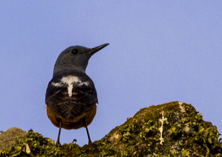 Common Rock Thrush