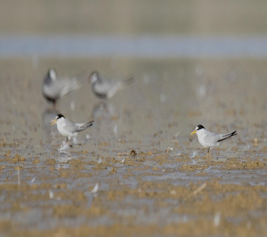 Little Tern
