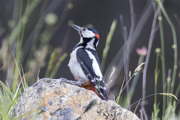 Great Spotted Woodpecker