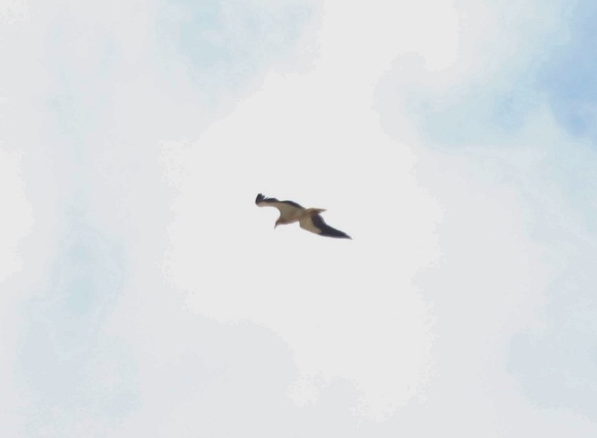 Egyptian Vulture