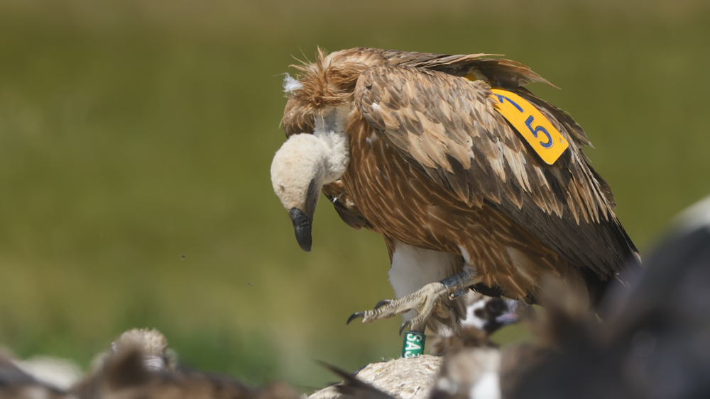 Griffon Vulture