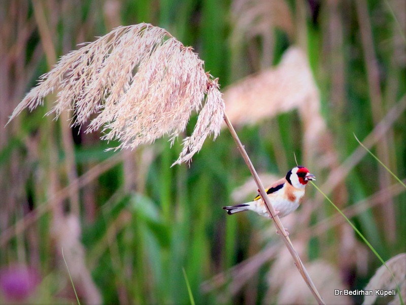 European Goldfinch