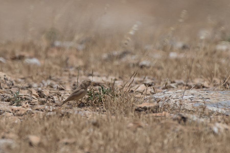 Desert Lark