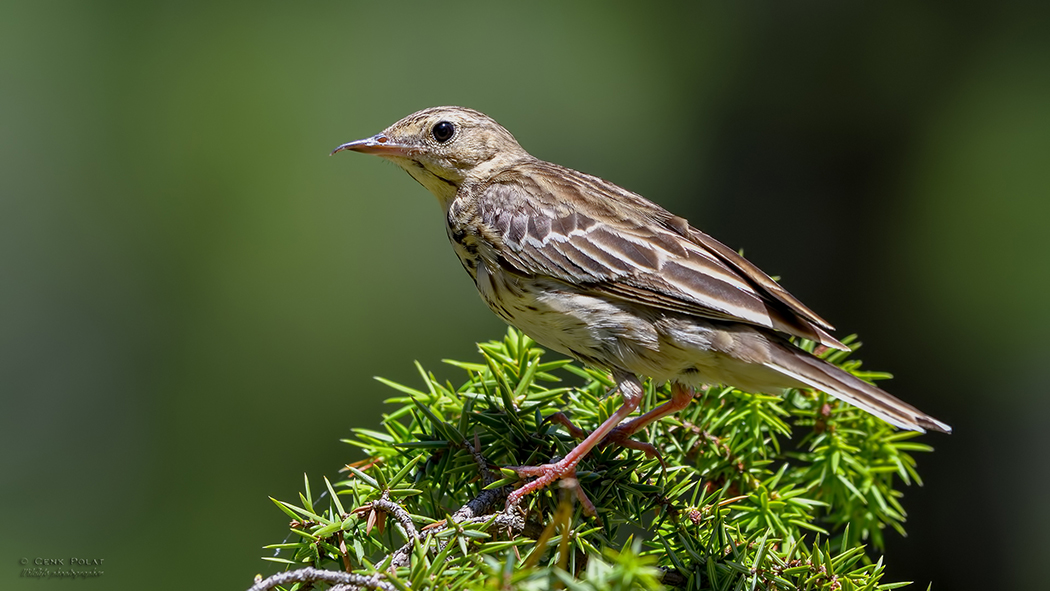 Tree Pipit