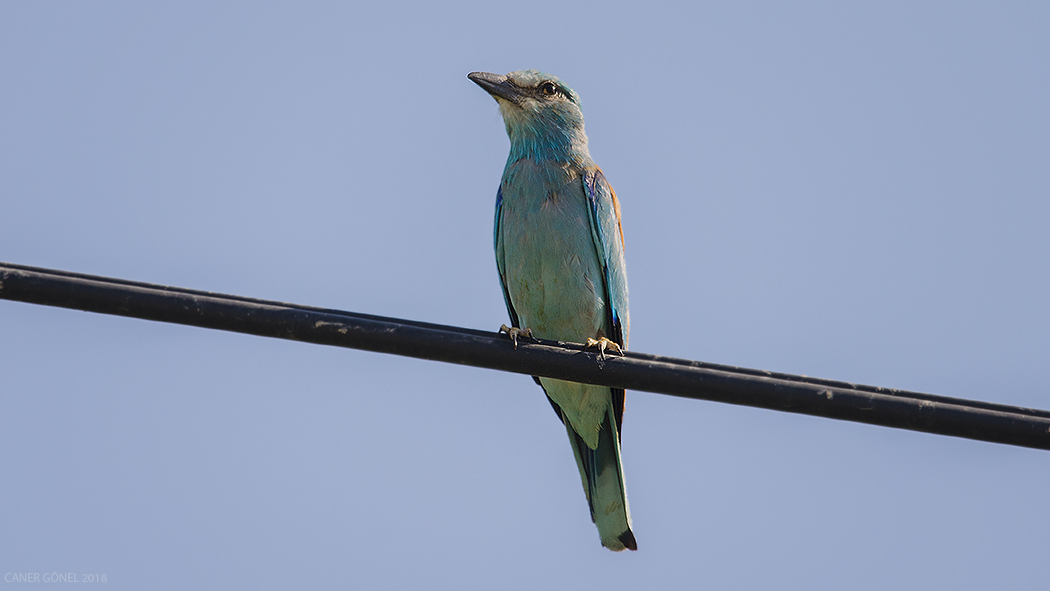 European Roller