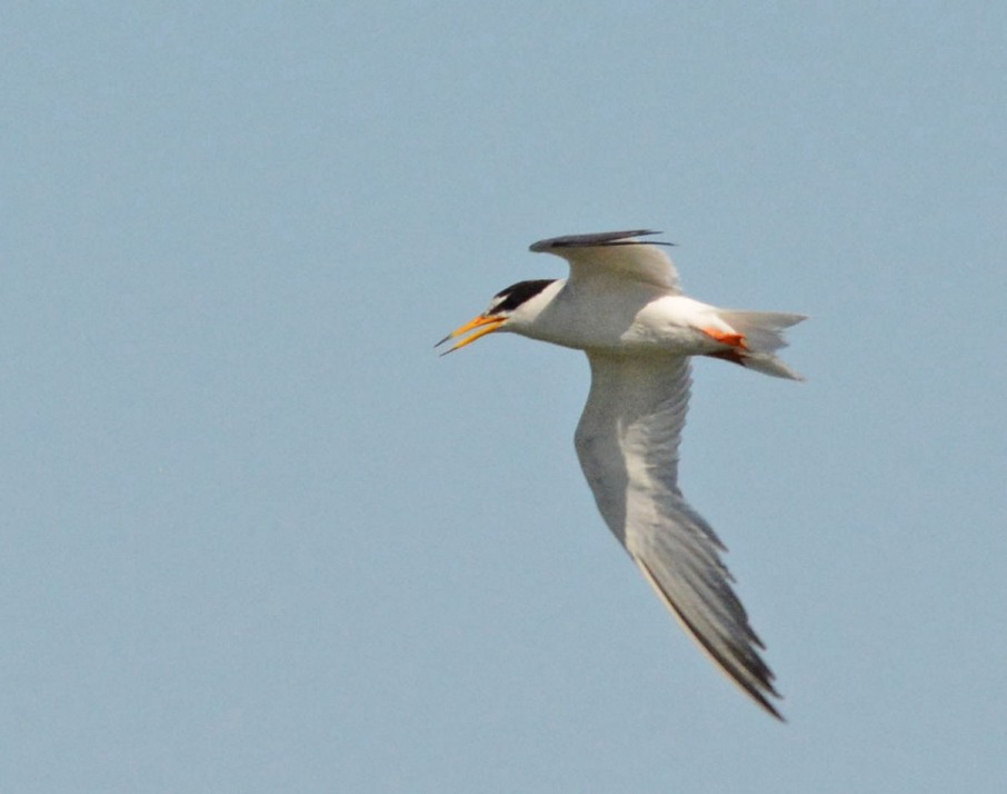 Little Tern