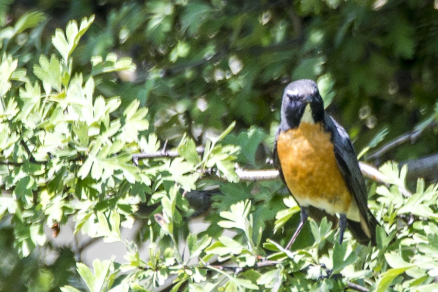 White-throated Robin
