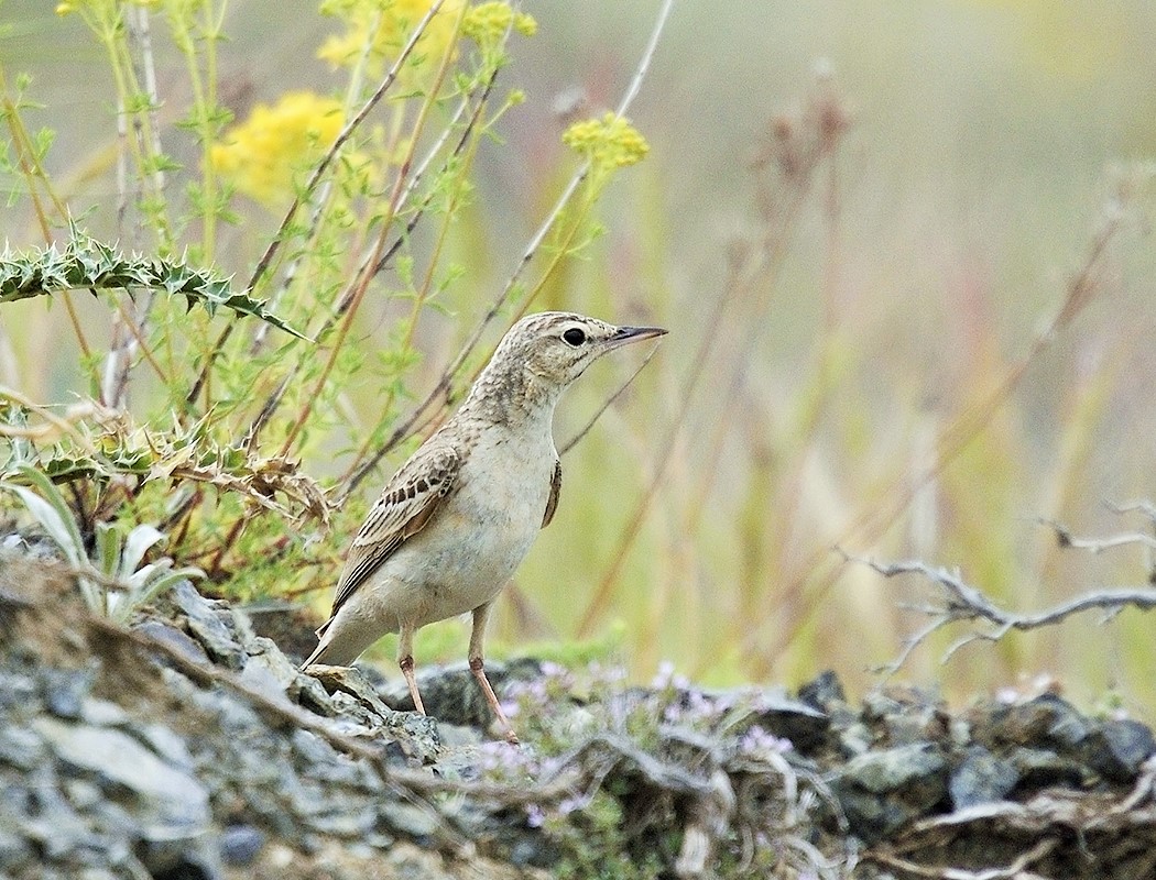 Tawny Pipit