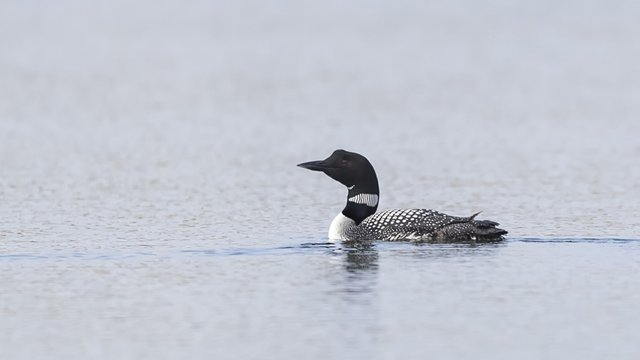 Common Loon