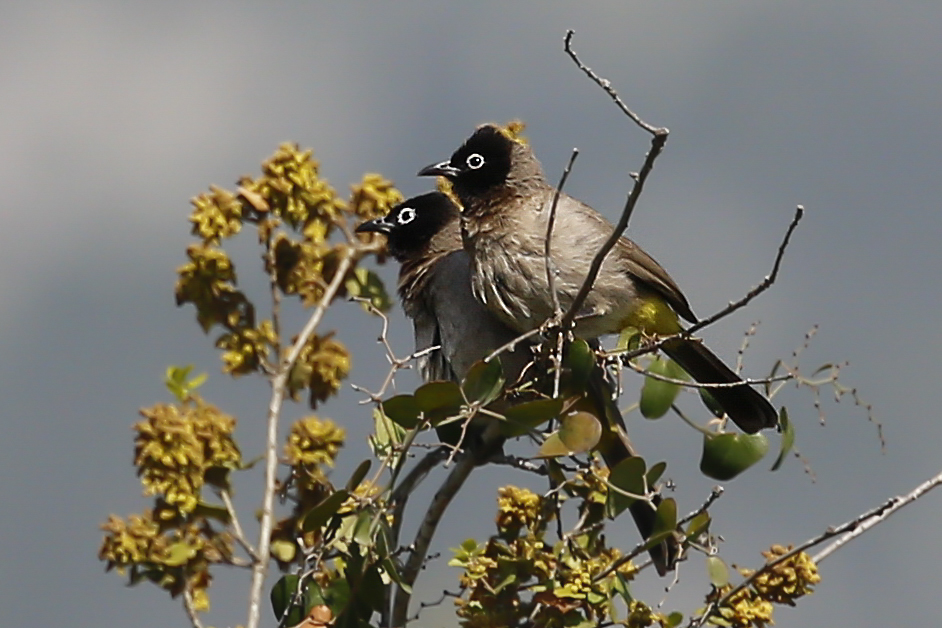 White-spectacled Bulbul