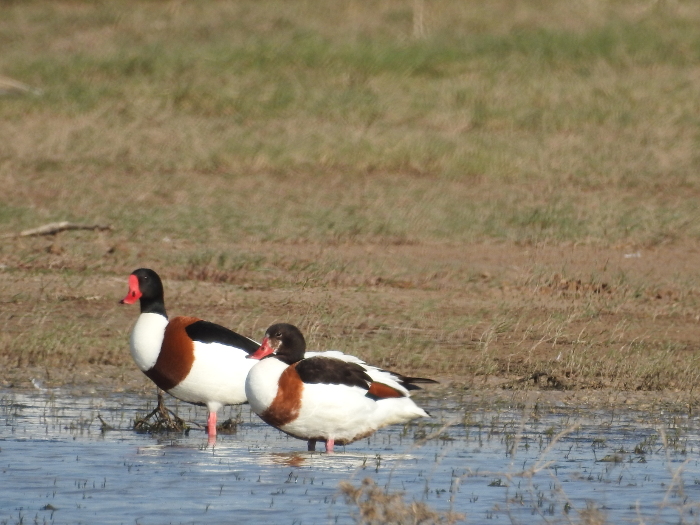 Common Shelduck
