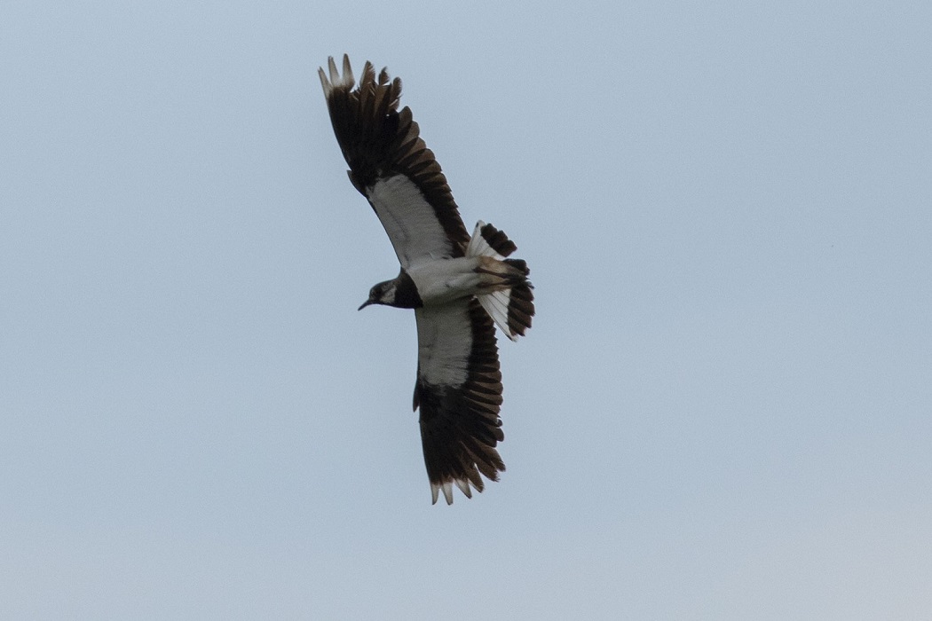 Northern Lapwing